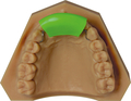 Orthodontic demonstration model prime4me® RETAIN3R