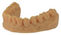 prime4me® dental arch model