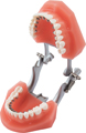 Modelo de ortodoncia para demostraciones discovery® delight